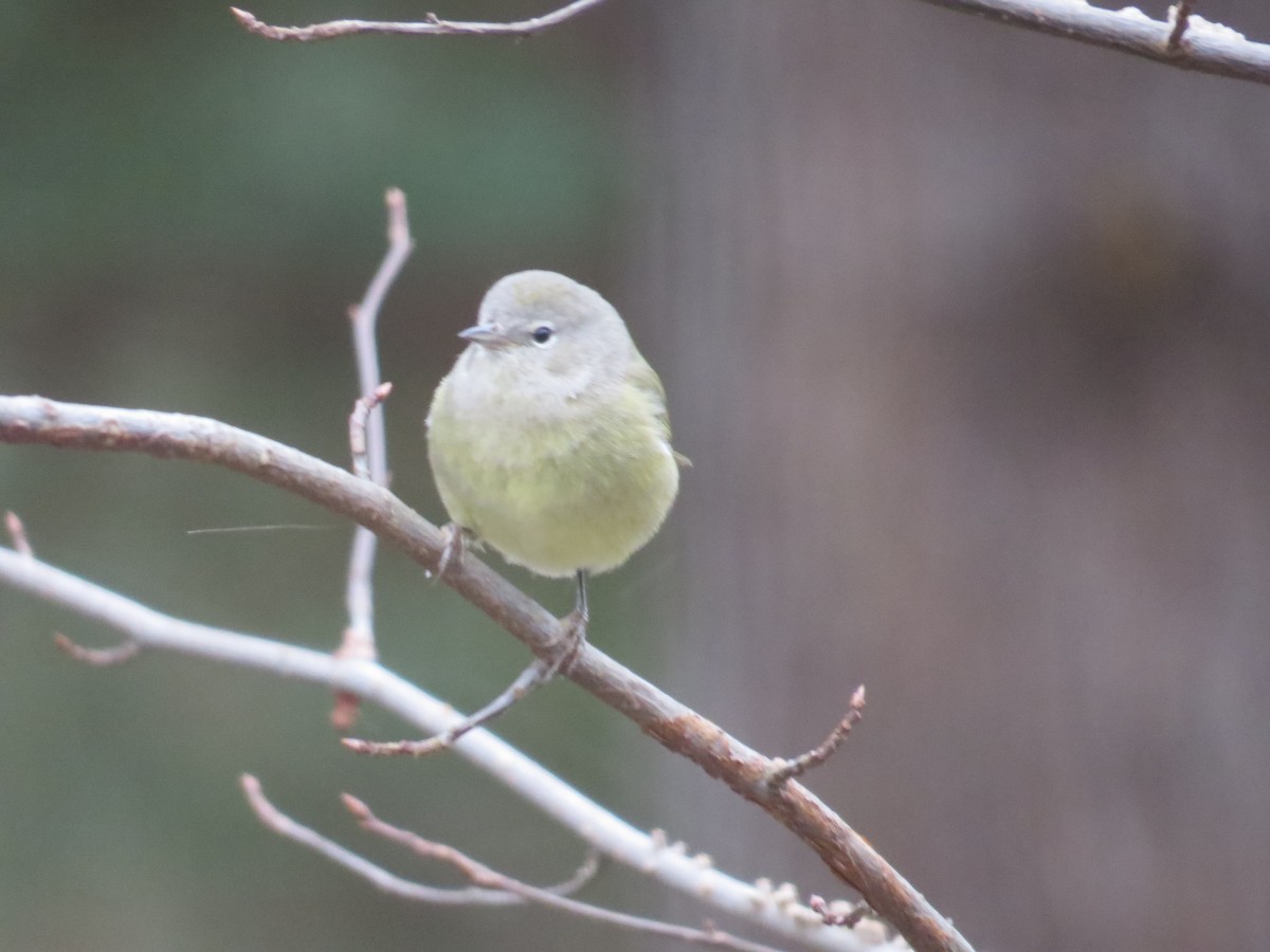 Orange-crowned Warbler - ML24118571
