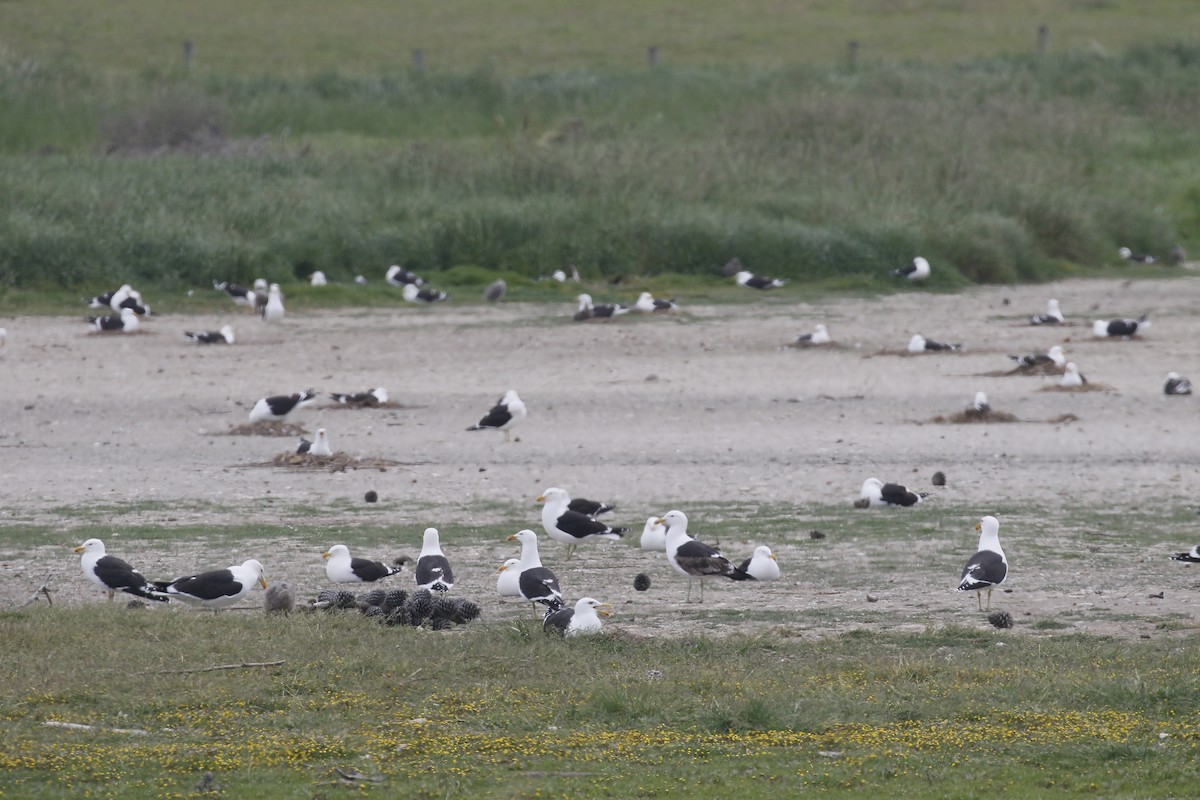 Kelp Gull - ML241187021