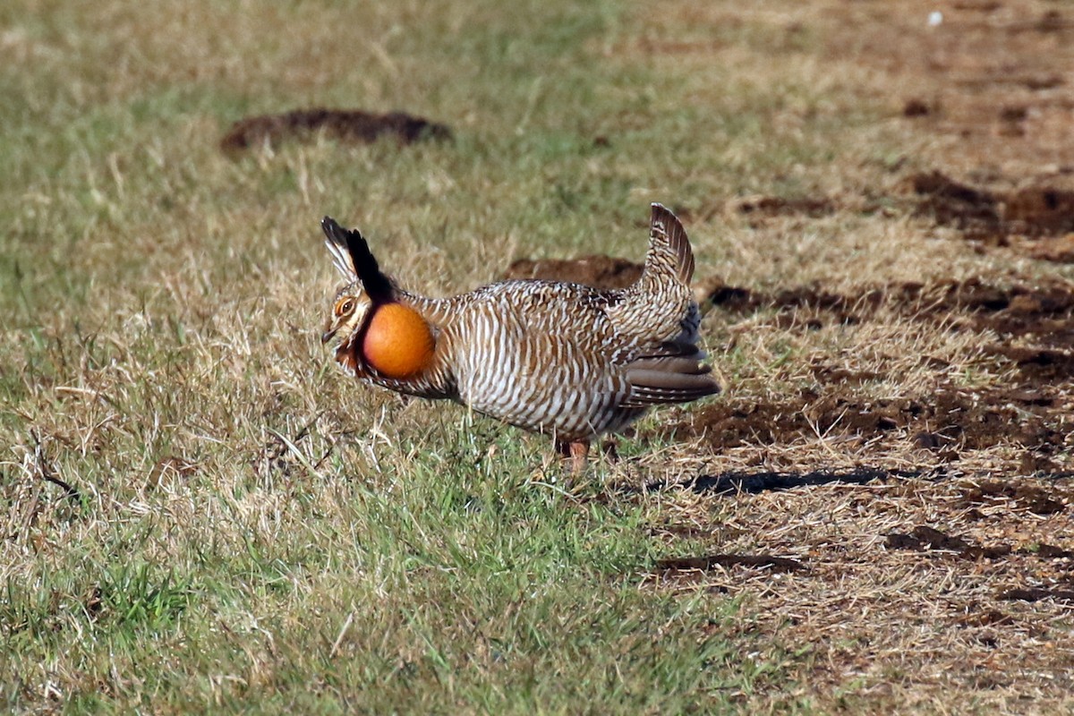 Greater Prairie-Chicken (Attwater's) - ML24118921