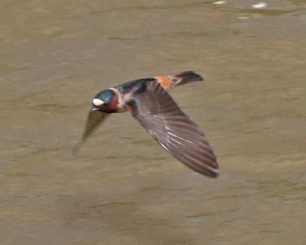 Cliff Swallow - ML241189371