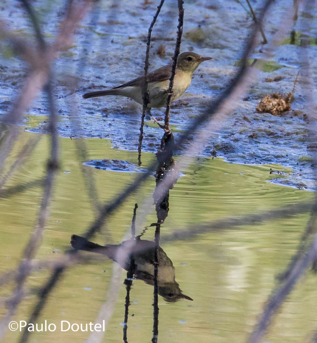 Melodious Warbler - ML241190581