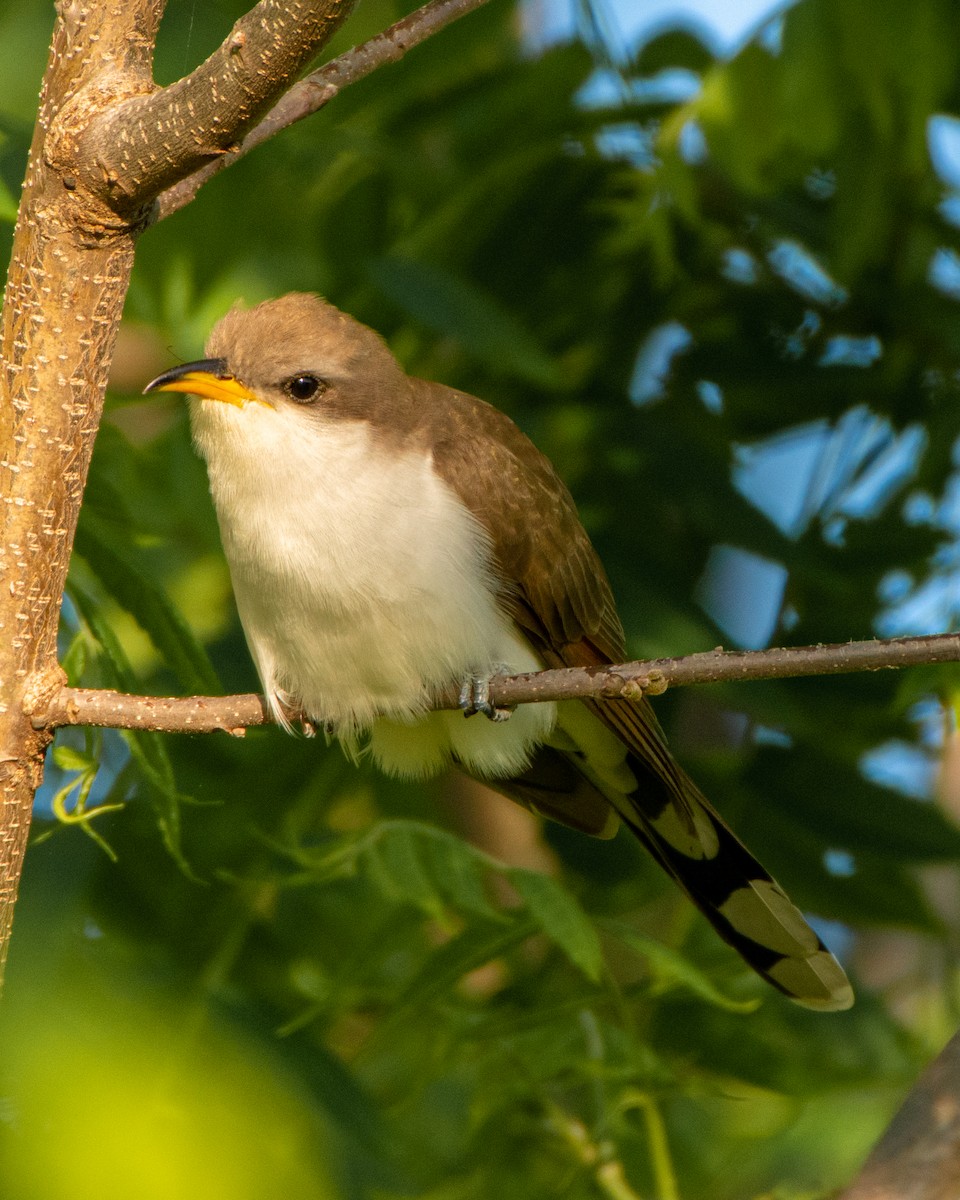 Yellow-billed Cuckoo - ML241190631