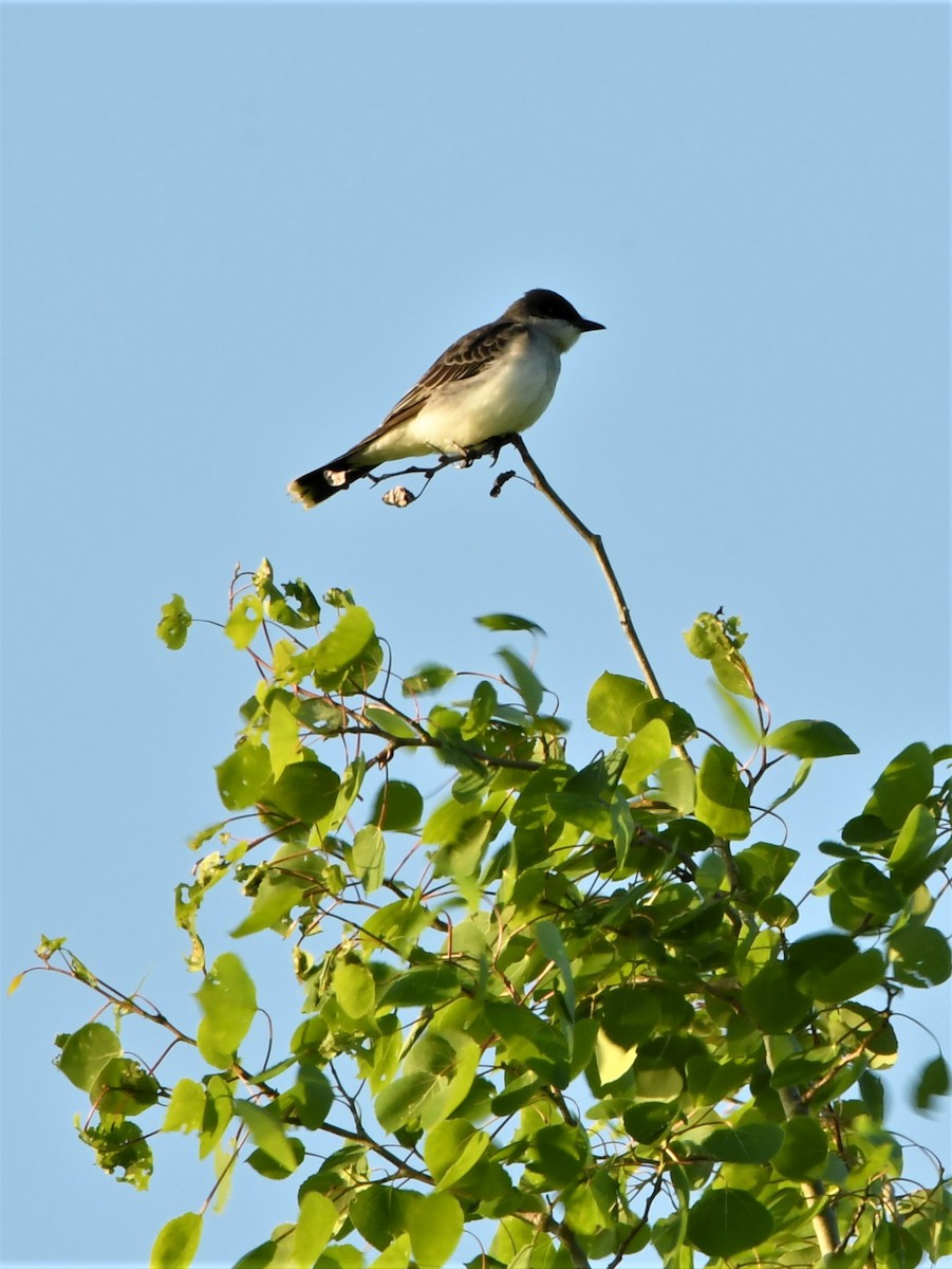 Eastern Kingbird - ML241192661