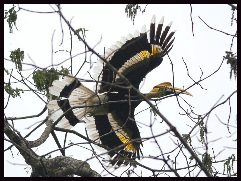 Great Hornbill - ML241193161