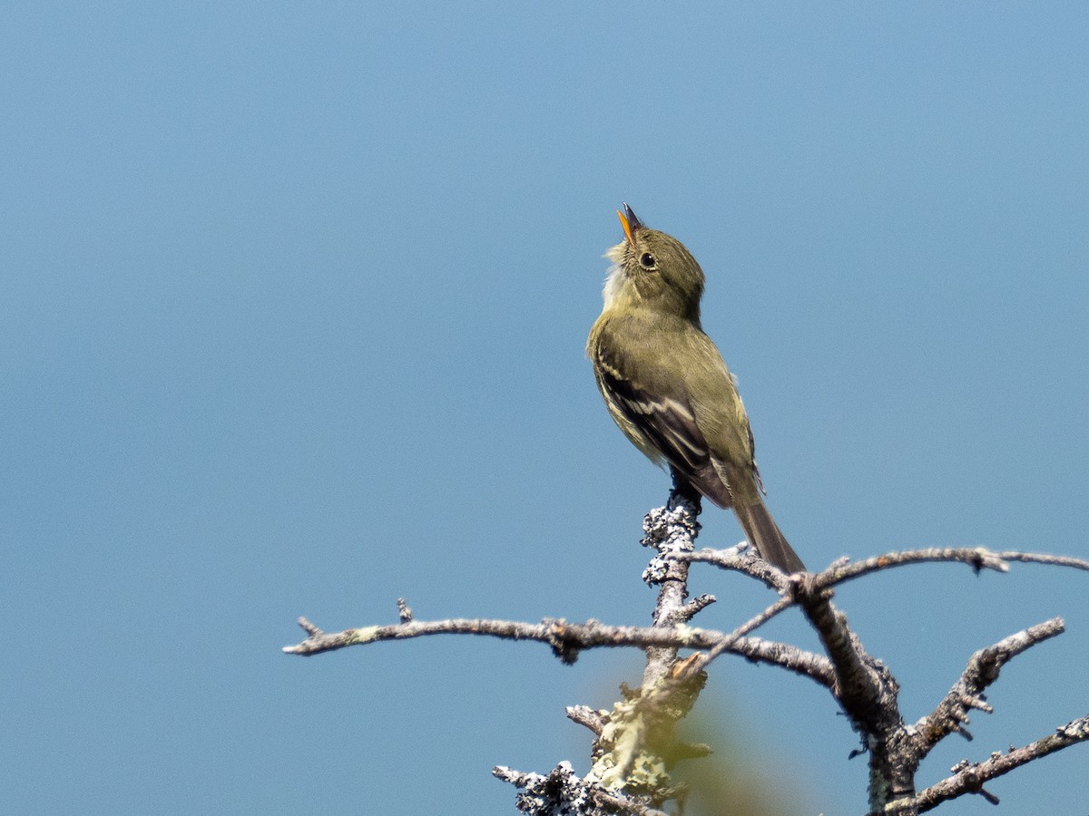 Yellow-bellied Flycatcher - ML241193681