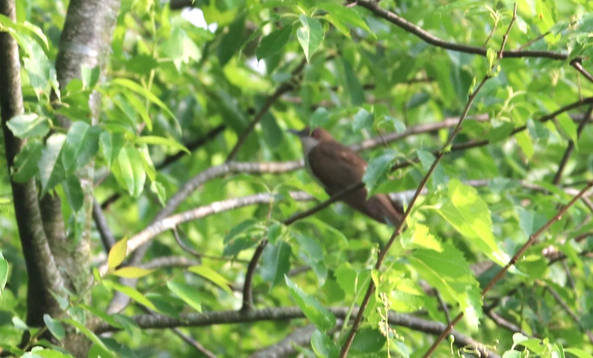 Black-billed Cuckoo - ML241196291