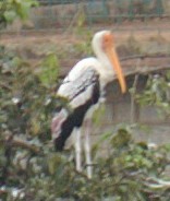 Painted Stork - sicloot