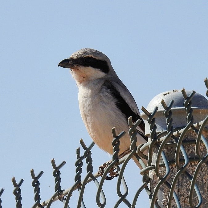 Great Gray Shrike - ML241198481