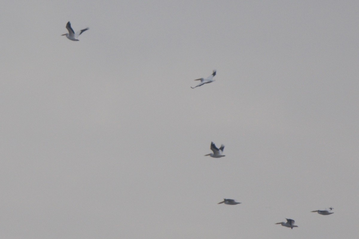 American White Pelican - ML24119901
