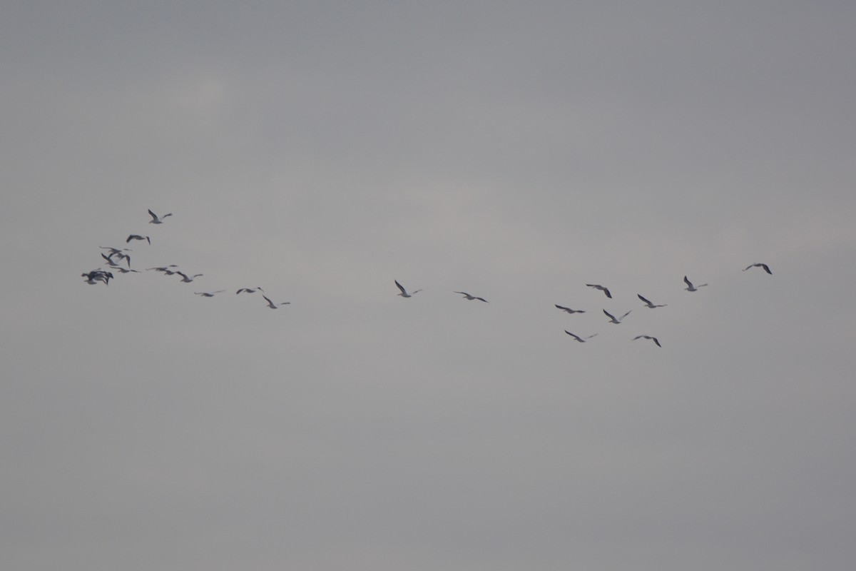 American White Pelican - ML24119911