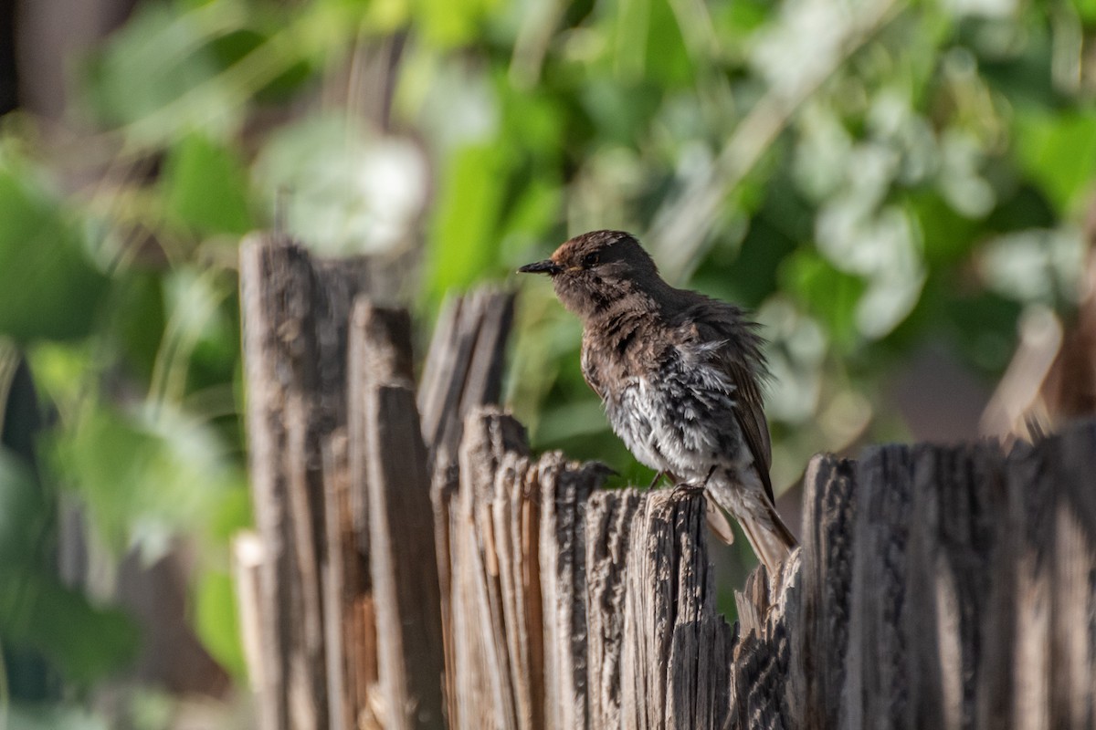 Black Phoebe - ML241199531