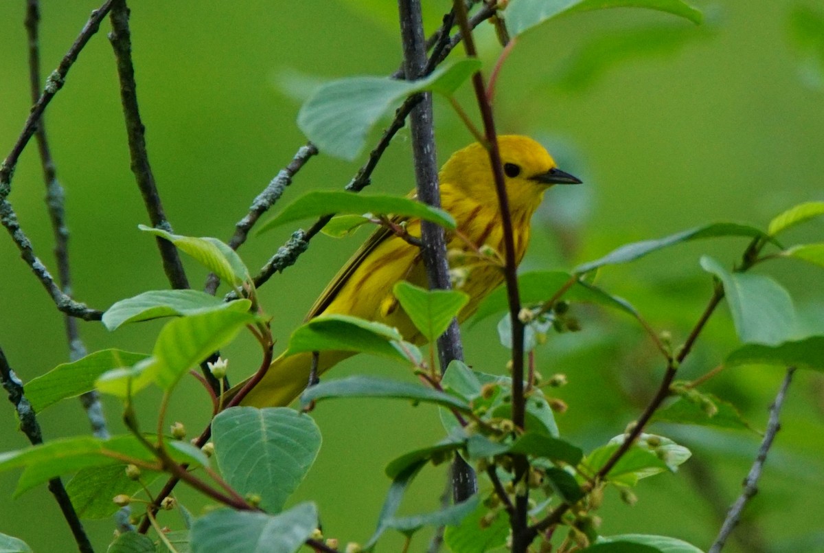 Yellow Warbler (Northern) - ML241199571
