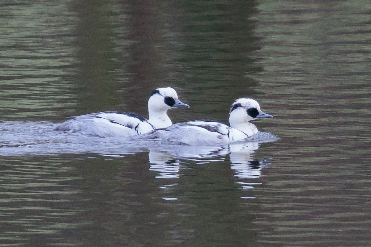 Smew - ML241199951