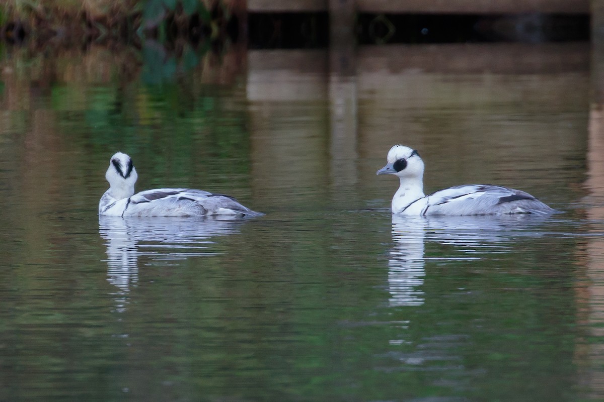 Smew - ML241199961