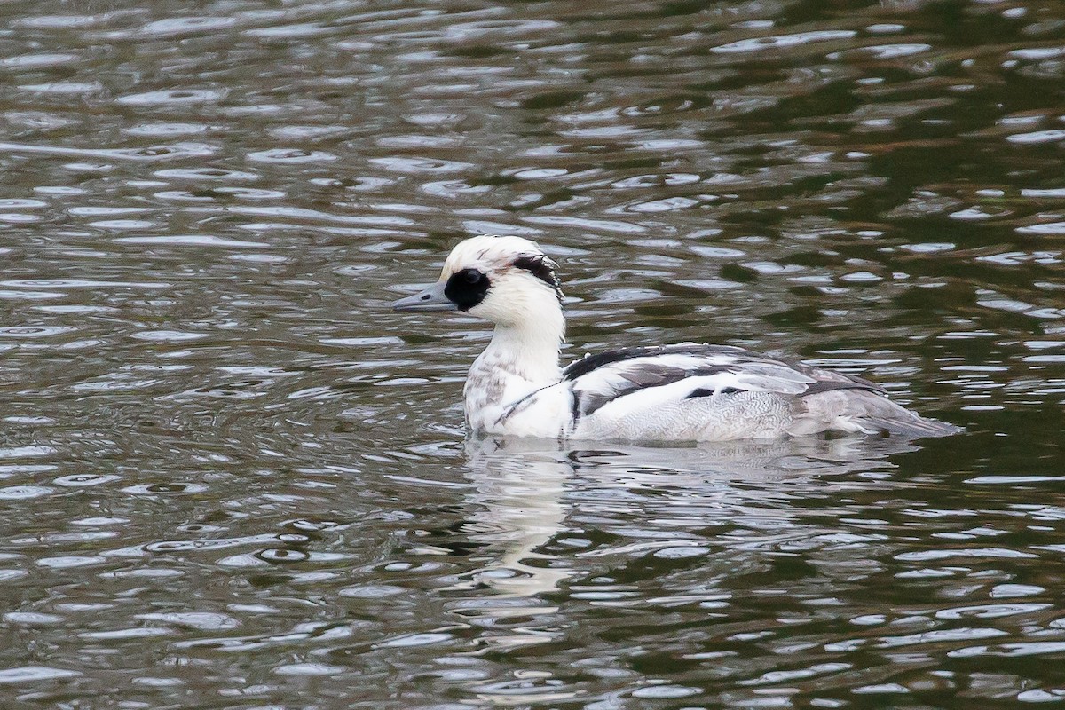 Smew - ML241199981