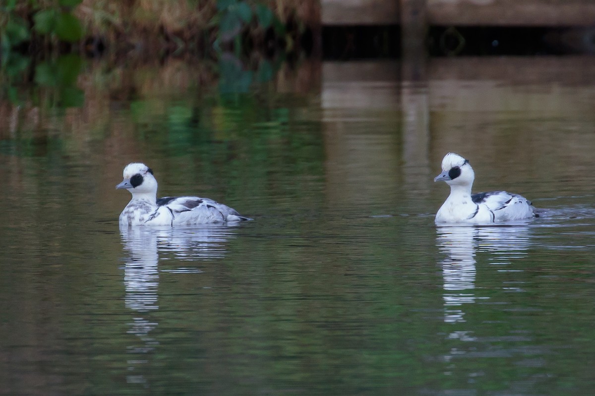 Smew - ML241199991