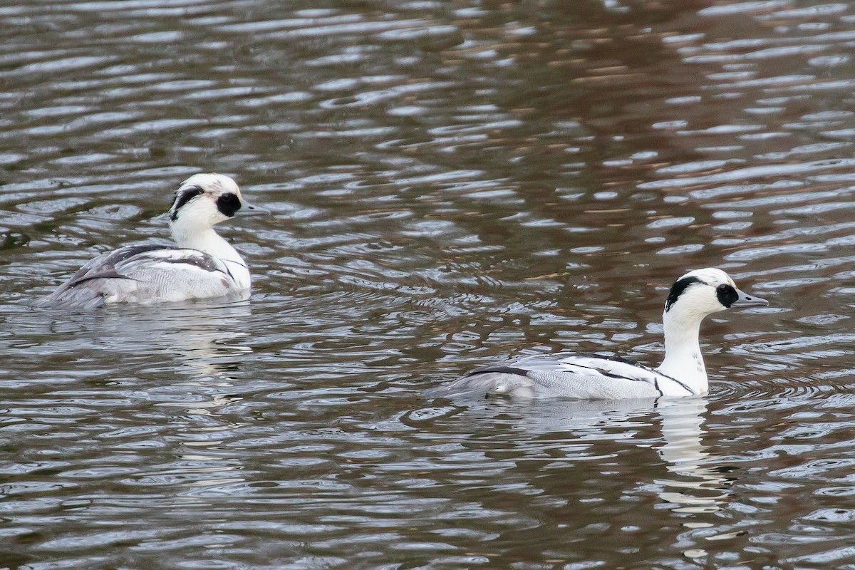 Smew - ML241200011
