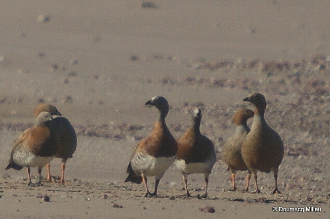 Ruddy-headed Goose - ML241201881