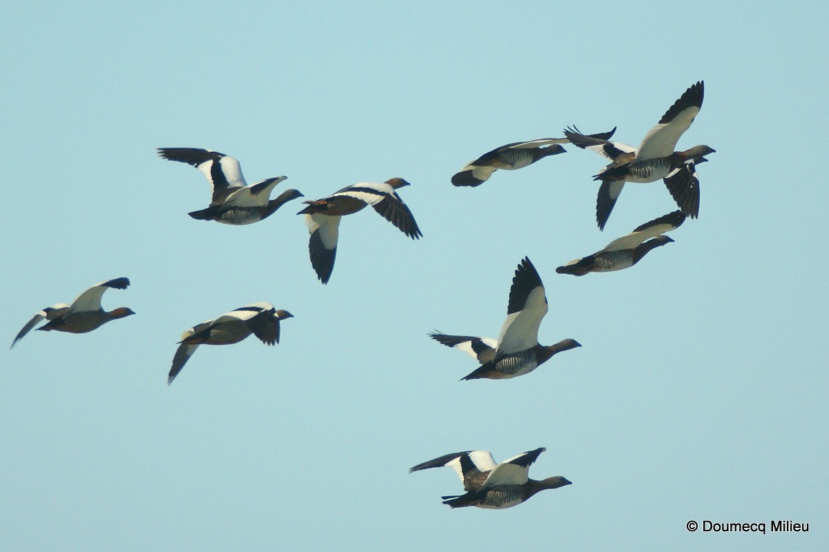 Ruddy-headed Goose - ML241202041