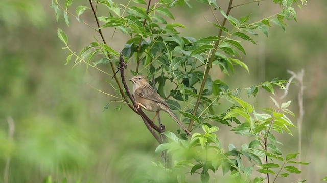 Длиннохвостая дроздовка - ML241202751