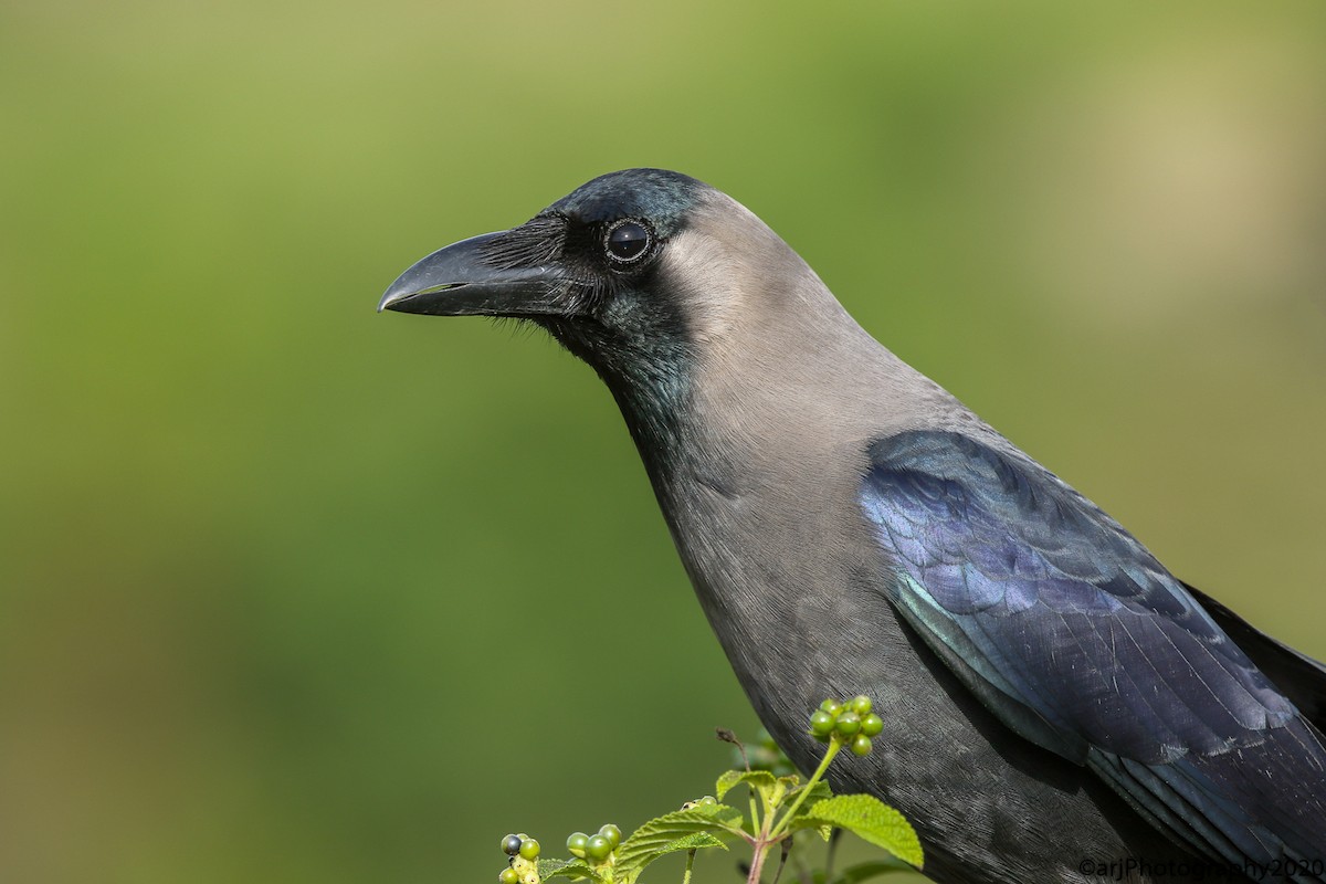 House Crow - ML241202971