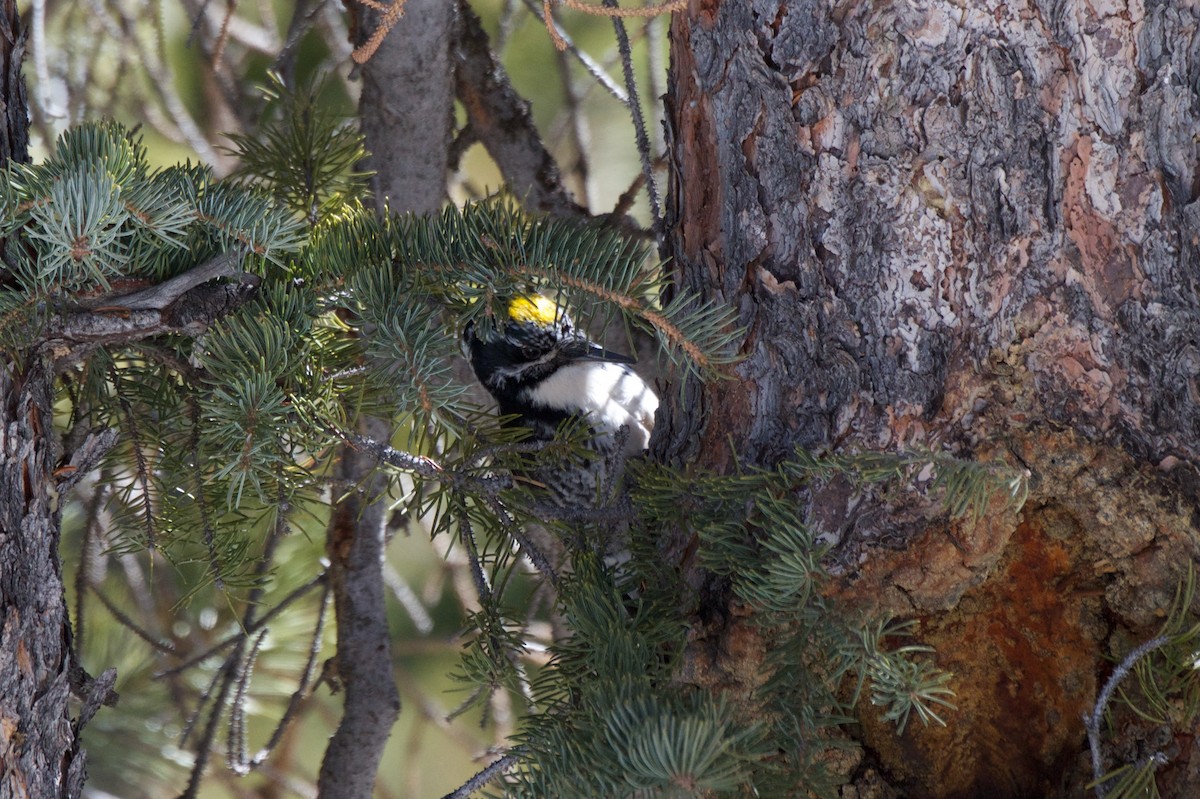 American Three-toed Woodpecker (Rocky Mts.) - ML241203041