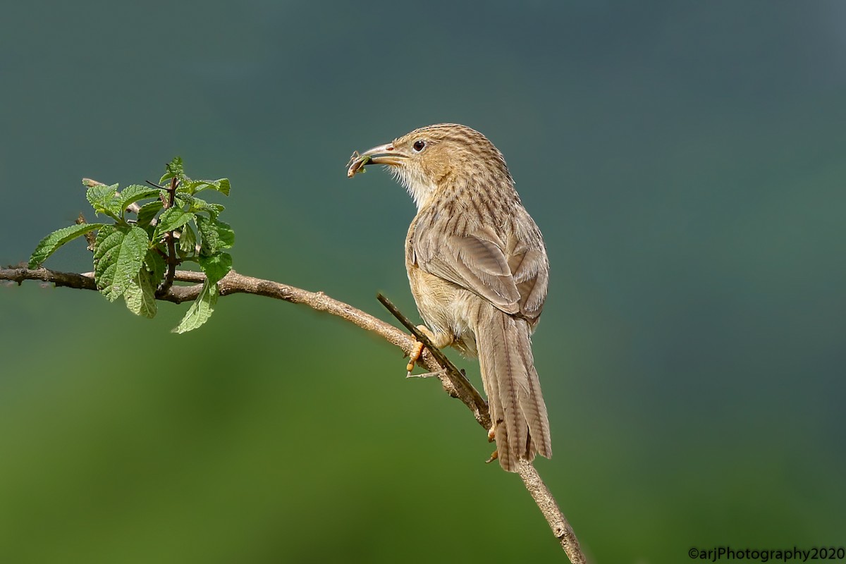 Common Babbler - Rahul  Singh