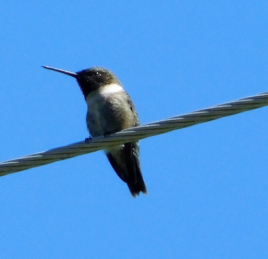 Black-chinned Hummingbird - ML241204181