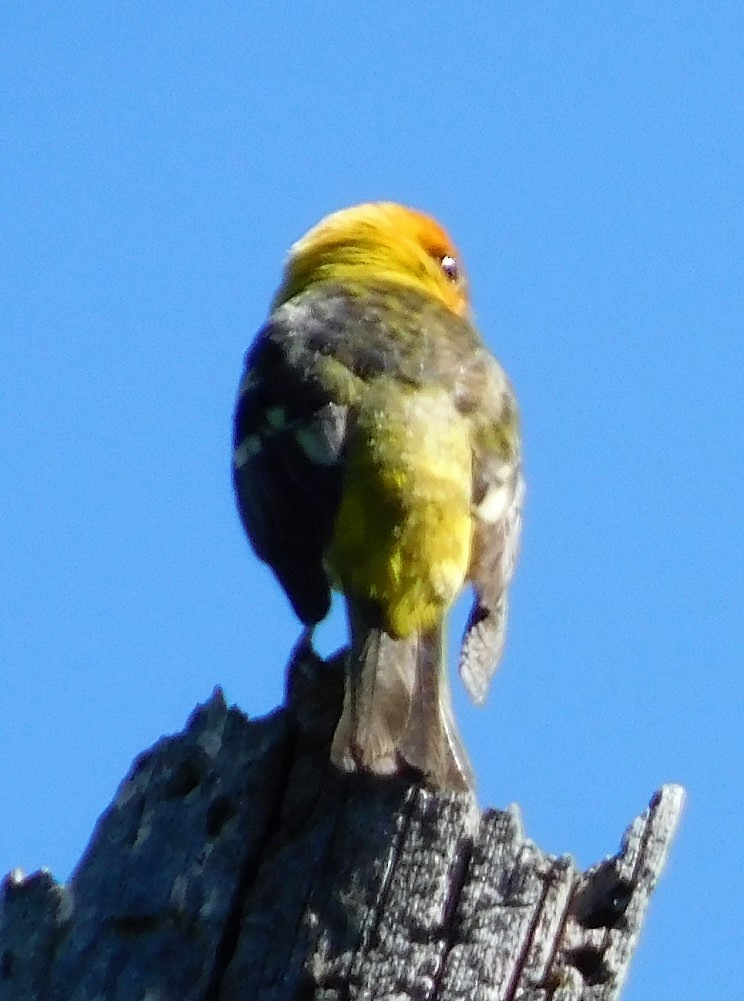 Western Tanager - Wally Tomlinson