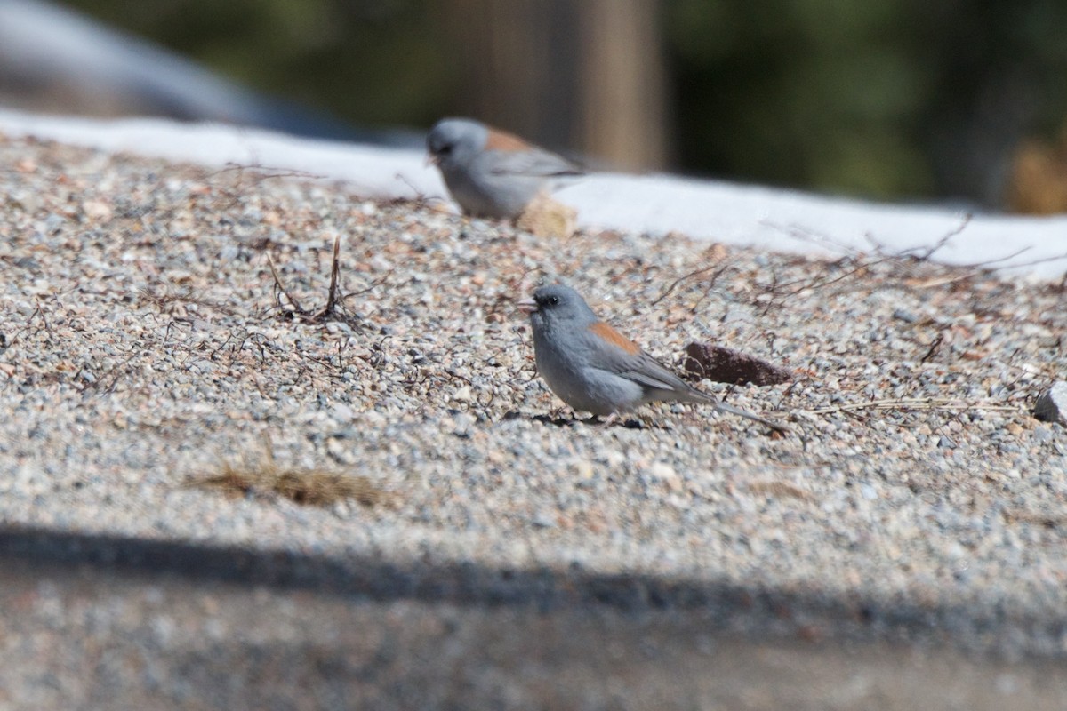 Junco ardoisé (caniceps) - ML241204961