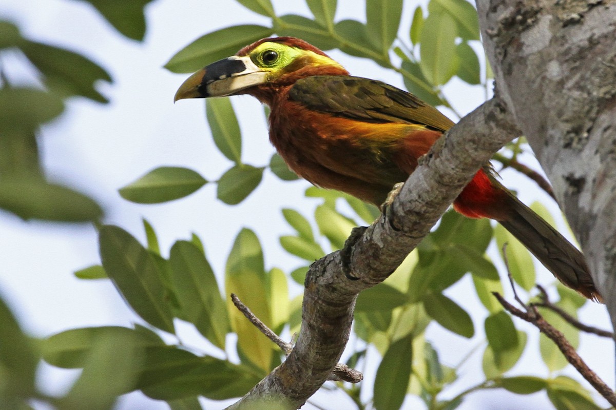 Gould's Toucanet - ML241205391