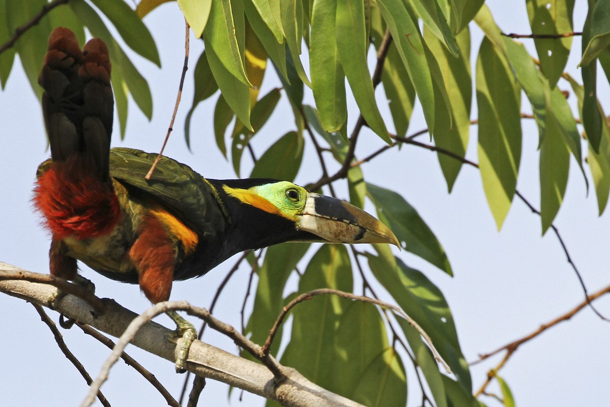 Gould's Toucanet - ML241205451