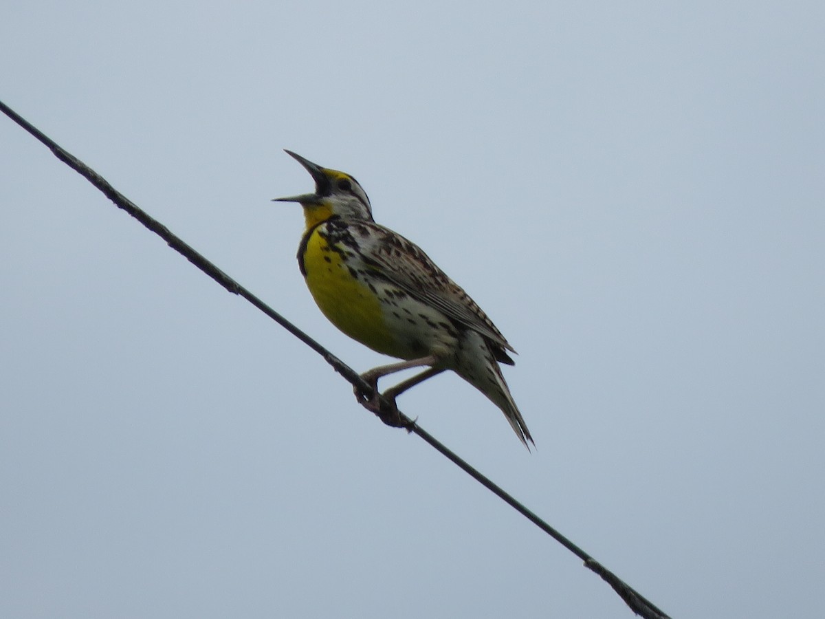 Eastern Meadowlark - ML241205781