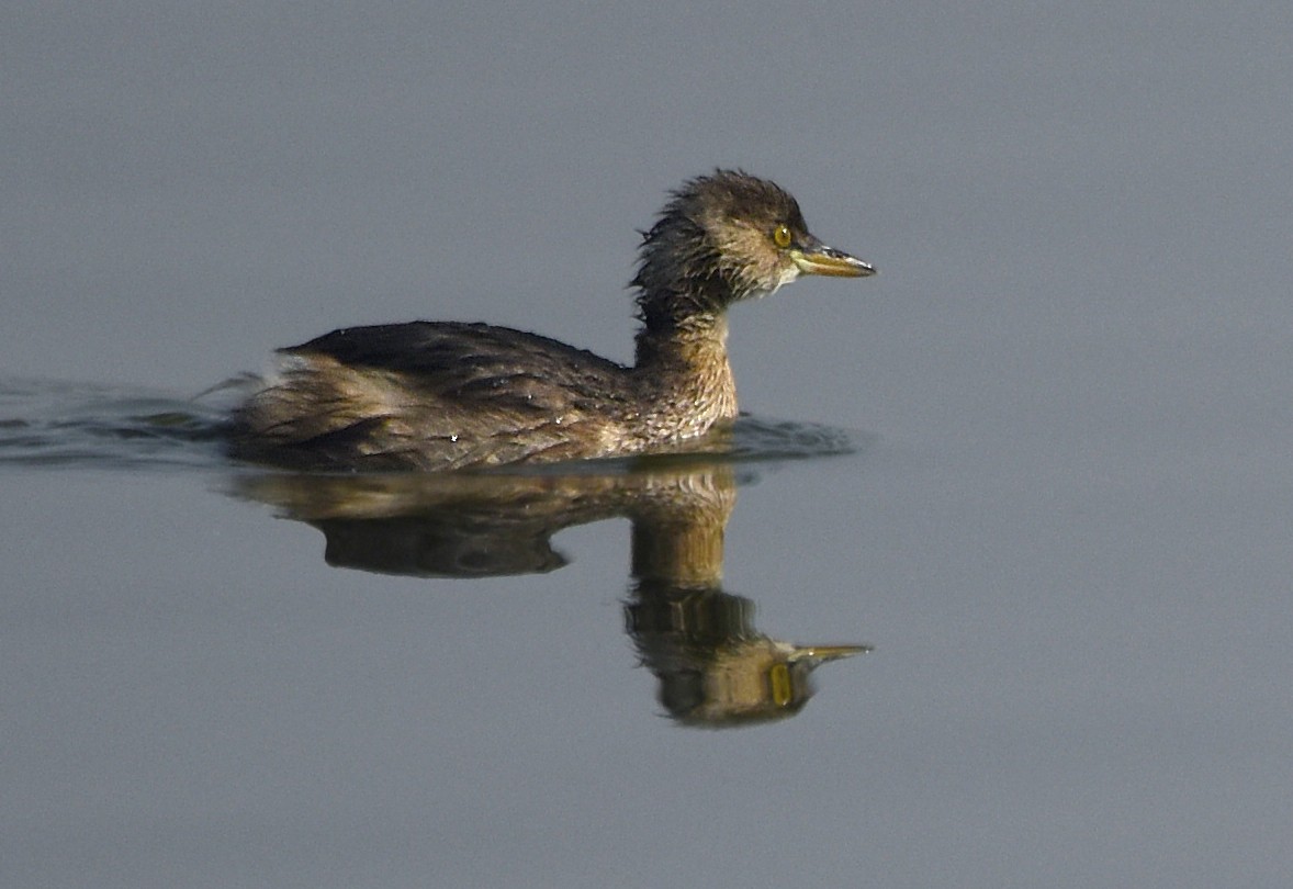 Little Grebe - ML241206201