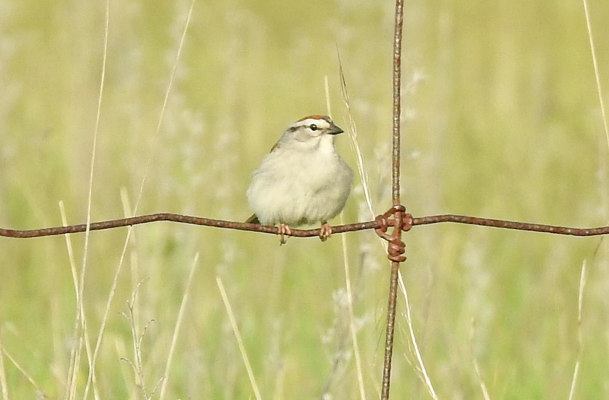 Chipping Sparrow - ML241207981