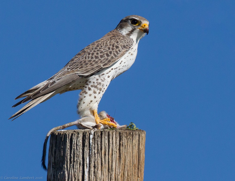 Prairie Falcon - Caroline Lambert