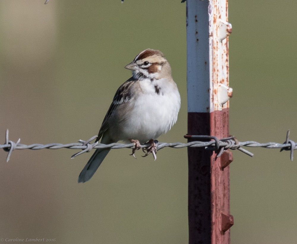 Lark Sparrow - ML24121101