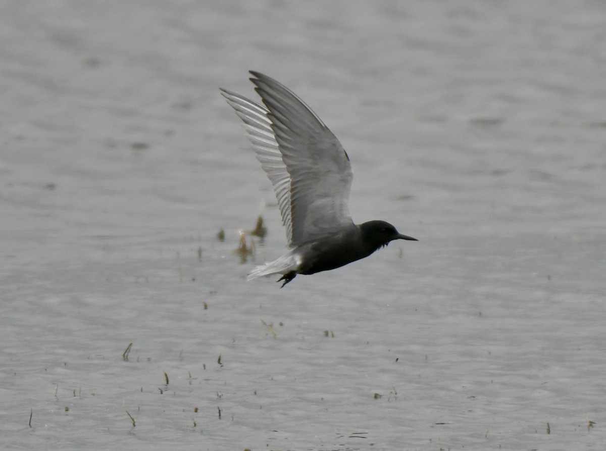 Black Tern - ML241211151