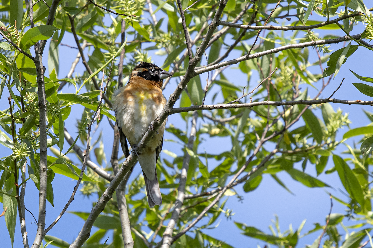 Black-headed Grosbeak - David Badke