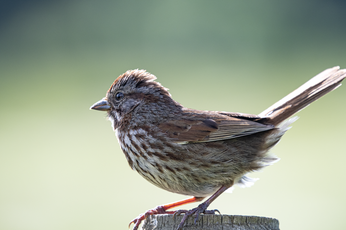 Song Sparrow - David Badke