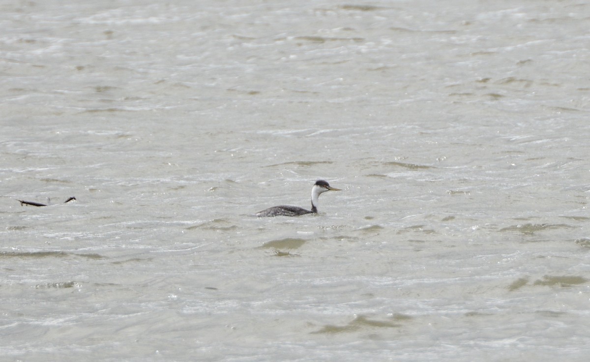 Western Grebe - ML241212691