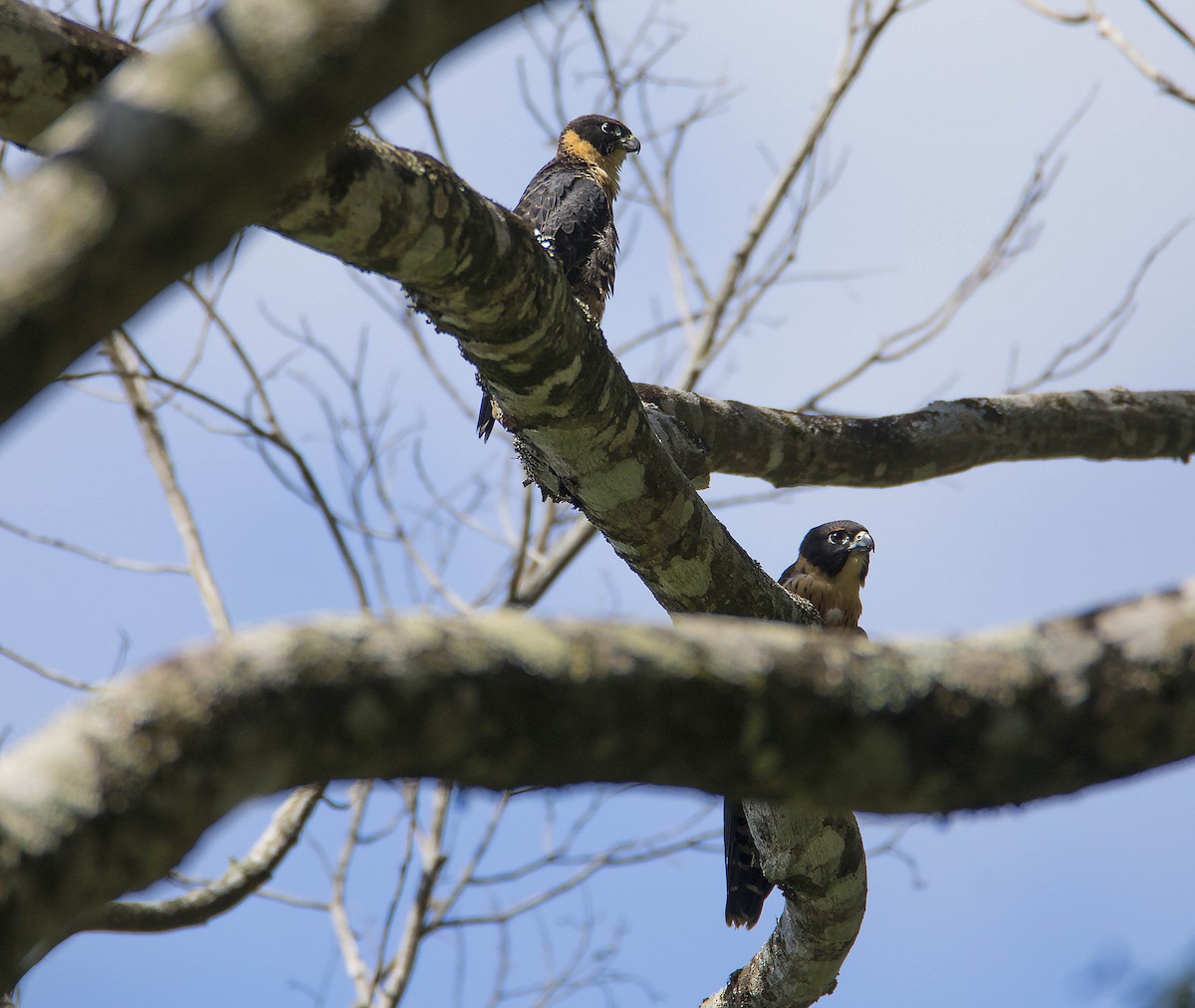 Orange-breasted Falcon - ML241213751