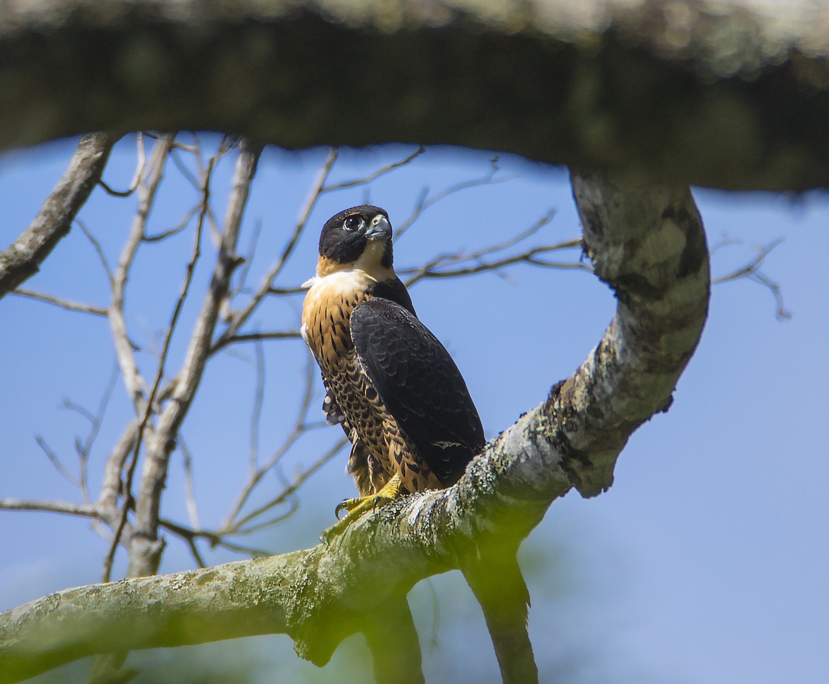 Orange-breasted Falcon - ML241213771