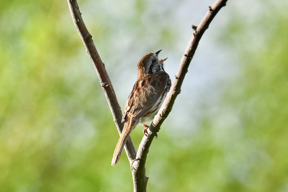 Song Sparrow - Anonymous