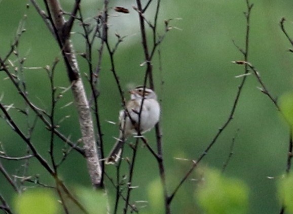 Clay-colored Sparrow - ML241218671