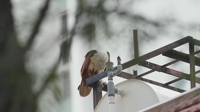 Brahminy Kite - ML241219111