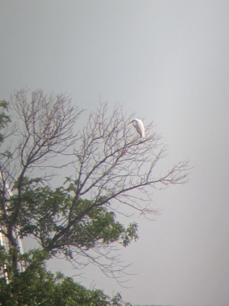 Great Egret - ML241222021