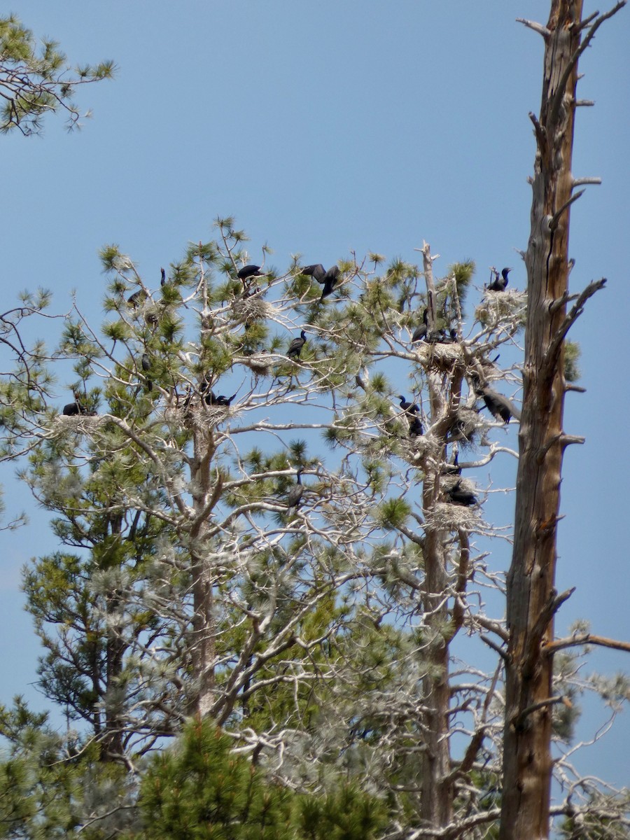 Double-crested Cormorant - ML241223081