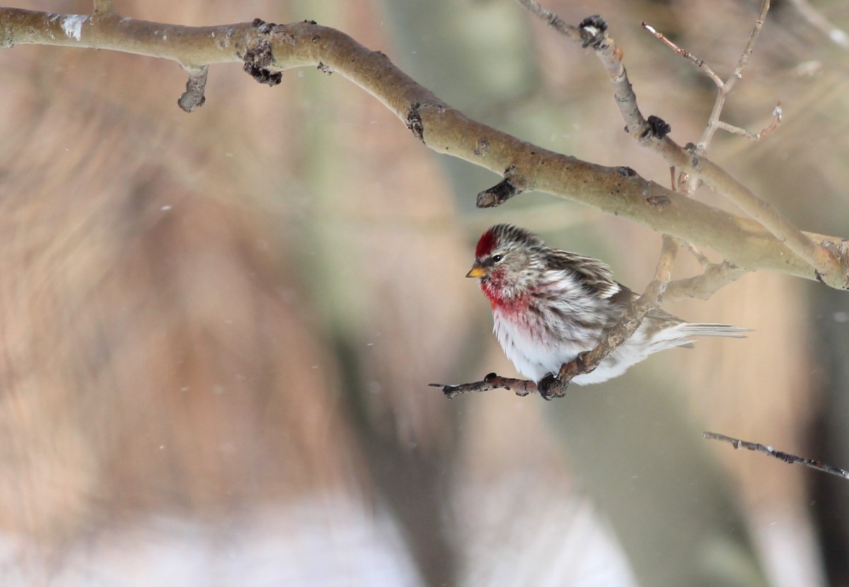 Common Redpoll - ML24122701