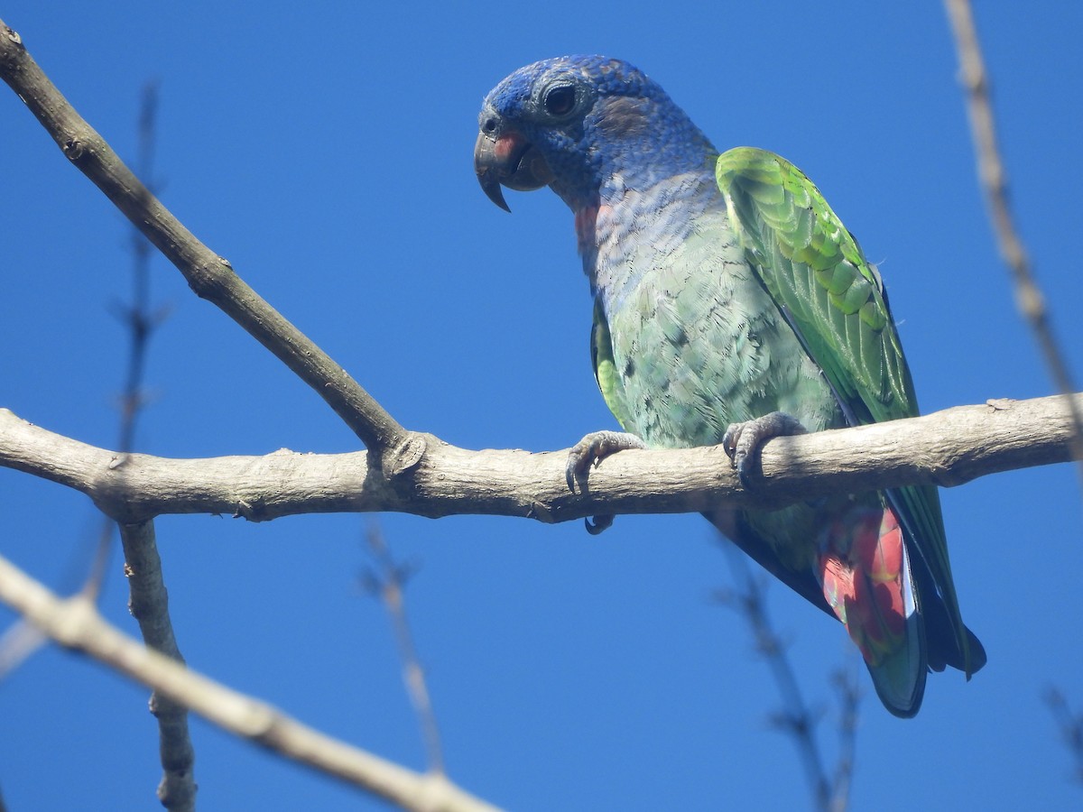 Blue-headed Parrot - Jessy Lopez Herra